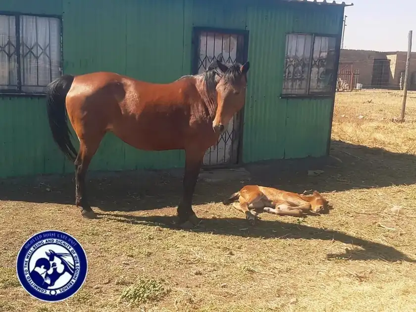 Horse and foal in a community setting